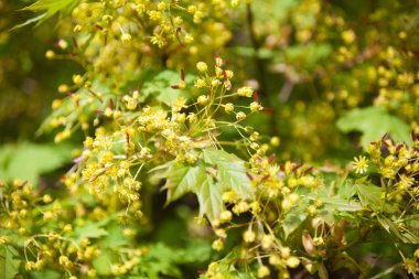 Akçaağaç çiçekleri. Çiçekli akçaağaç dalları. Bahar Ormanı.