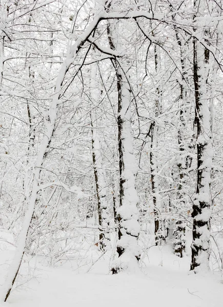 Kış Ormanı Karla Kaplı Çıplak Ağaçlar Kış Manzarası — Stok fotoğraf