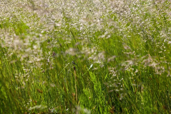 Tall Grass Field Sunny Day — Stock Photo, Image