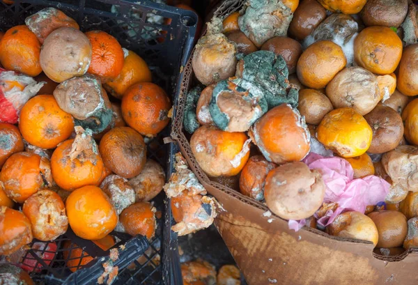 Rotten mandarin oranges on the landfill. Spoilt citrus products. Rotten tropical fruit. Pile of garbage.