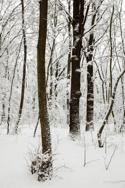 Kış Ormanı Karla Kaplı Çıplak Ağaçlar Kış Manzarası — Stok fotoğraf