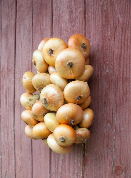 Bulbos Cebolla Allium Cepa Manojo Cosecha Rica Agricultura Agricultura Alimentación — Foto de Stock