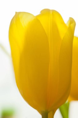 Sarı lale çiçekleri. Bahar çiçekleri açıyor. Parlak yapraklar. Yakın plan..