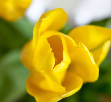 Sarı lale çiçekleri. Parlak bahar çiçekleri çiçek açıyor. Yakın plan..