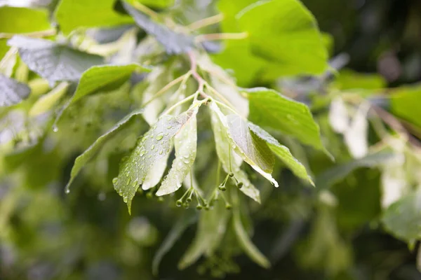 Våta Lindgrenar Kalk Små Blomknoppar Och Gröna Blad Våren Regn — Stockfoto