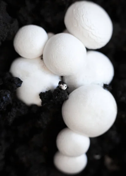 Crecimiento Champiñones Botón Agaricus Bisporus Champiñón Portobello Champiñón Común Gorras — Foto de Stock