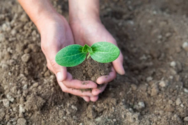 Plantando Una Plántula Joven Manos Sosteniendo Una Planta Joven Trabajando —  Fotos de Stock