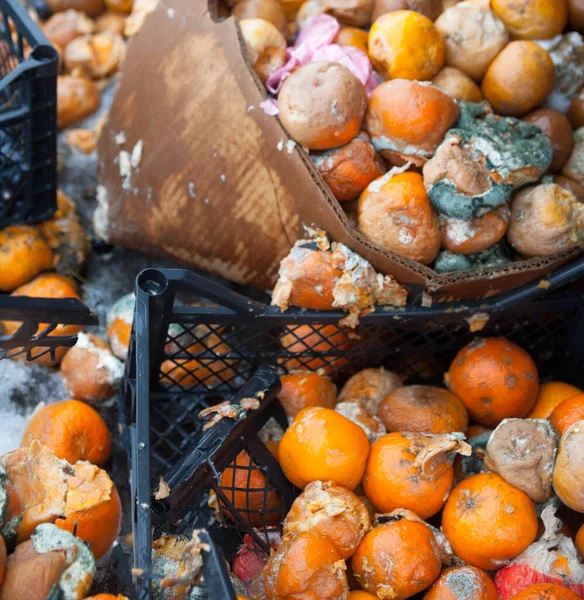 Çöp sahasında çürük mandalina portakalı. Bozuk narenciye ürünleri. Çürük tropik meyve. Çöp yığını.