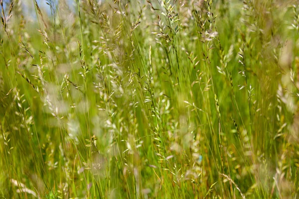 Hierba Alta Campo Día Soleado — Foto de Stock