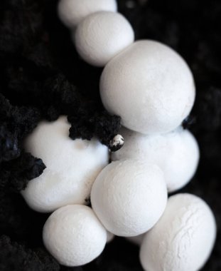 Büyüyen düğme mantarları (Agaricus bisporus, Champignon, portobello, common mantar). Siyah zeminde beyaz mantarlar. 