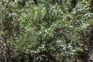 Dut gibi kozalaklı ardıç dalı..