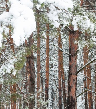 Karda çam ağaçları. Ağaç gövdeleri. Kış ormanı Kış manzarası.