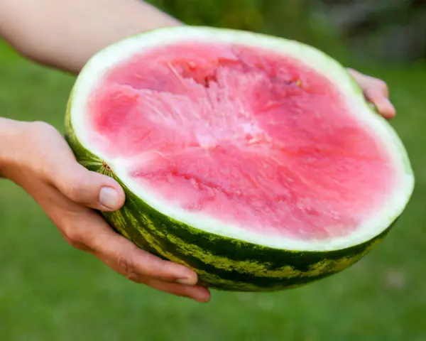 Hands Holding Half Watermelon Agriculture Farming Healthy Eating — Stock Photo, Image