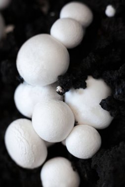 Büyüyen düğme mantarları (Agaricus bisporus, Champignon, portobello, common mantar). Siyah zeminde beyaz mantarlar. 