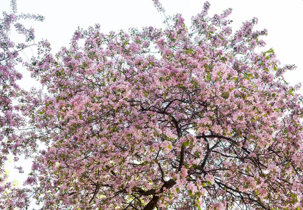 Pembe bahar çiçeği. Bahçede açan dallar. 