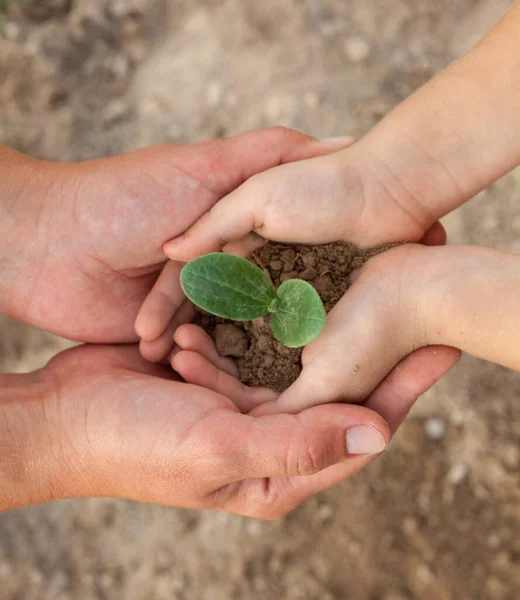 Manos Niño Adulto Sosteniendo Una Planta Joven Nueva Vida Padres —  Fotos de Stock