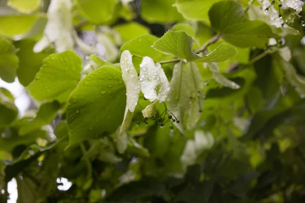 Nedves Hárs Hársfa Ágak Apró Virágbimbók Zöld Levelek Tavaszi Esőben — Stock Fotó