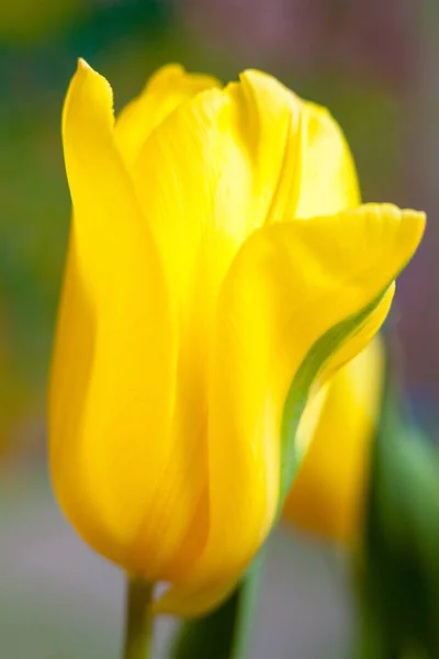 Yellow Tulip Flower Bright Spring Flower Bloom Close — Stockfoto