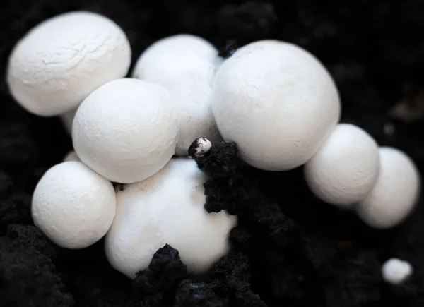 Growing Button Mushrooms Agaricus Bisporus Champignon Portobello Common Mushroom White — Stock Photo, Image