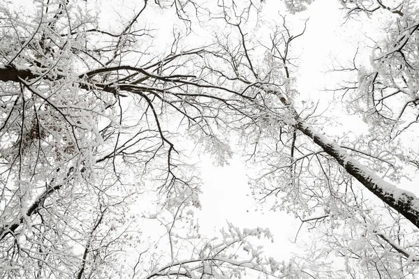 Зимние Лиственные Деревья Зимний Лес Дерево Ветви Покрыты Снегом Против — стоковое фото