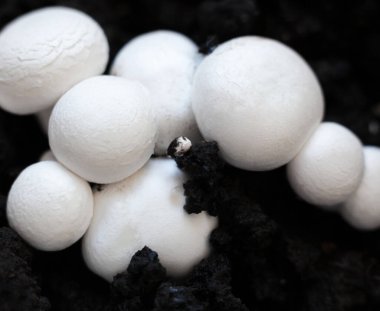 Büyüyen düğme mantarları (Agaricus bisporus, Champignon, portobello, common mantar). Siyah zeminde beyaz mantarlar. 