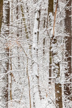 Kış ormanı Karla kaplı çıplak ağaçlar. Kış manzarası.