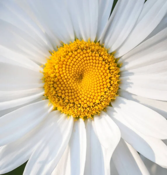 Flor Margarida Leucanthemum Vulgare Flor Verão Close — Fotografia de Stock