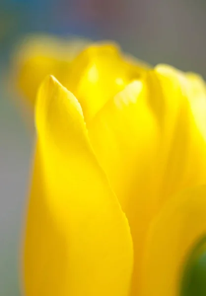 Yellow Tulip Flower Bright Spring Flower Bloom Close — Stockfoto