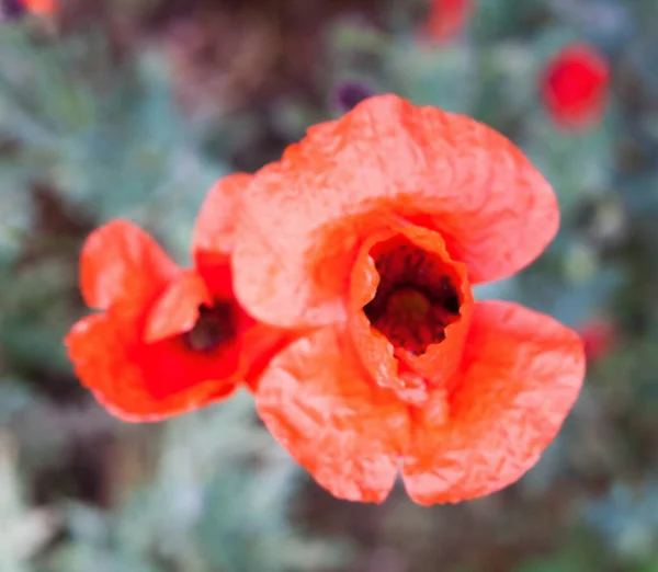 Květ Červeného Máku Papaver Jasné Letní Květiny Květu Detailní Záběr — Stock fotografie