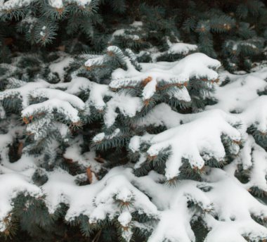 Karla kaplı kozalaklı dallar. Karda firavun ağacı. Kış ağacı. Yakın plan..