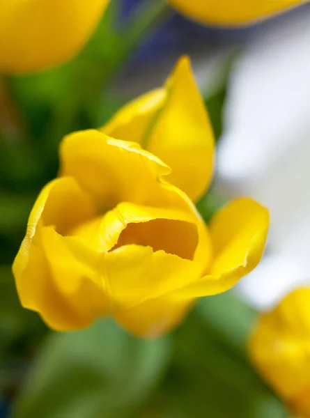 Gelbe Tulpenblüten Helle Frühlingsblumen Voller Blüte Nahaufnahme — Stockfoto