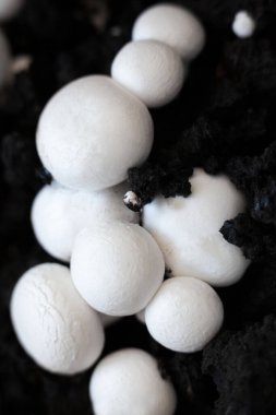 Büyüyen düğme mantarları (Agaricus bisporus, Champignon, portobello, common mantar). Siyah zeminde beyaz mantarlar. 