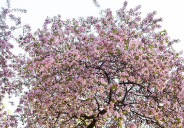 Pembe bahar çiçeği. Bahçede açan dallar. 