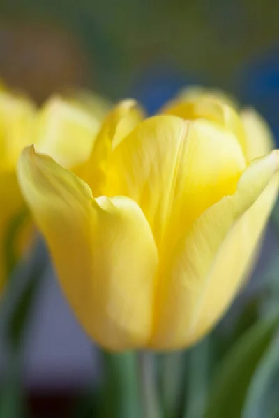 Gelbe Tulpenblüten Helle Frühlingsblumen Voller Blüte Nahaufnahme — Stockfoto