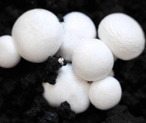 Growing Button Mushrooms Agaricus Bisporus Champignon Portobello Common Mushroom White — Stock Photo, Image