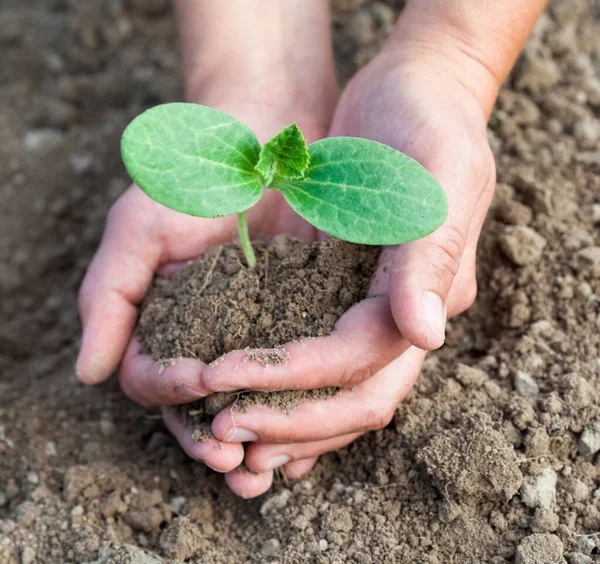 Plantarea Unui Răsaduri Tânăr Mâinile Ţin Plantă Tânără Lucrează Grădina — Fotografie, imagine de stoc