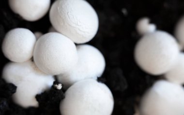 Büyüyen düğme mantarları (Agaricus bisporus, Champignon, portobello, common mantar). Siyah zeminde beyaz mantarlar. 