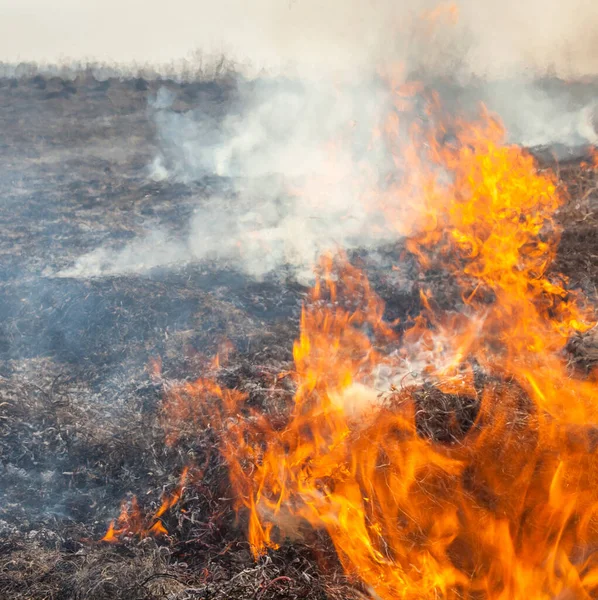 Великий Вогонь Полі Спалена Курильна Трава — стокове фото