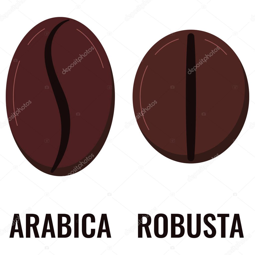 Arabica, robusta types of coffee grains icon set isolated on white background. Roasted brown fresh two varieties coffee beans. Front view. Vector flat design cartoon style food and drink illustration.