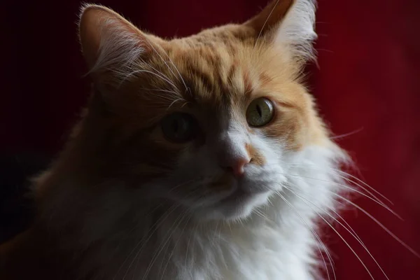 Mirada Gato — Fotografia de Stock