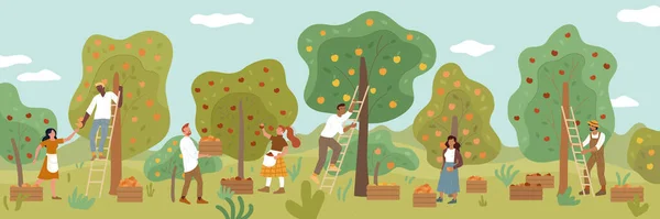 Multiracial people gathering fruit harvest in summer garden. Men, women, farmers picking ripe apples. — Stock Vector