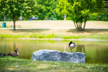 Yaz parkındaki göldeki kuşlar.