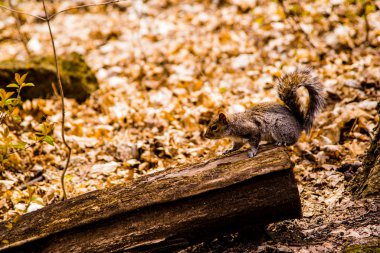 squirrel in autumn forest in Canada