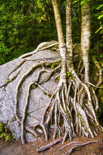 tree with roots on the forest background