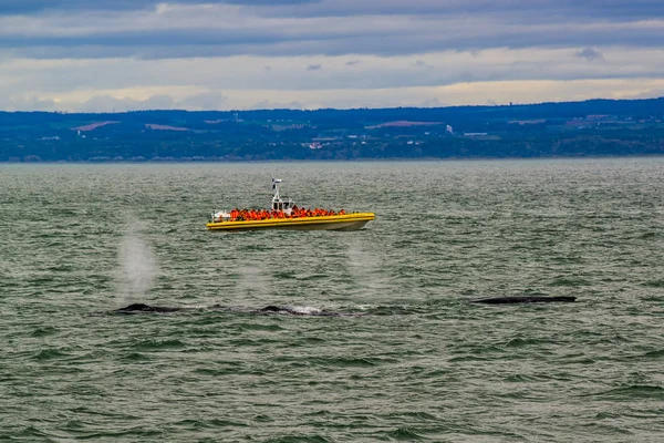 Saguenay River, Canada - August 20 2019: The whale in the Saguenay River with the Zodiac Boat
