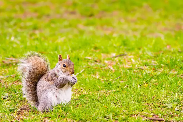 Squirrel Eating Green Grass — Stock Photo, Image