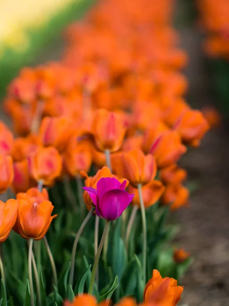 Campo Tulipa Com Flores Coloridas Laval — Fotografia de Stock