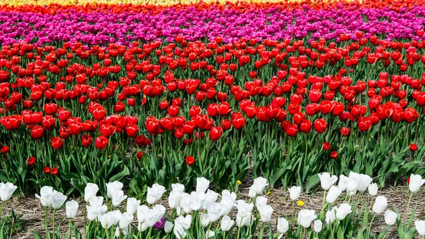 Campo Tulipa Com Flores Coloridas Laval — Fotografia de Stock
