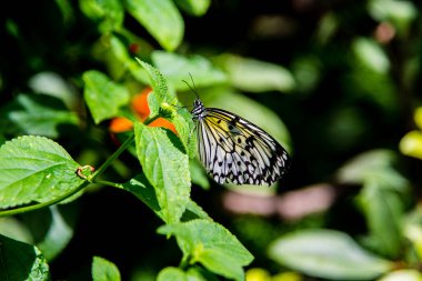 Bitkinin üzerindeki kelebek.