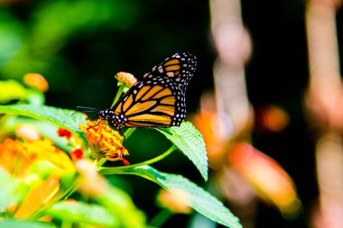 Güzel Kelebek çiçek üzerinde